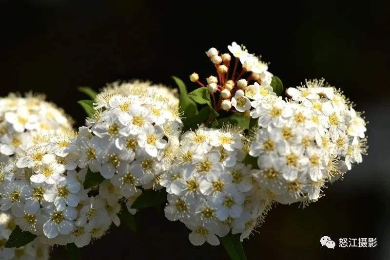 怒江游玩新去處，大密扣花開漫山野