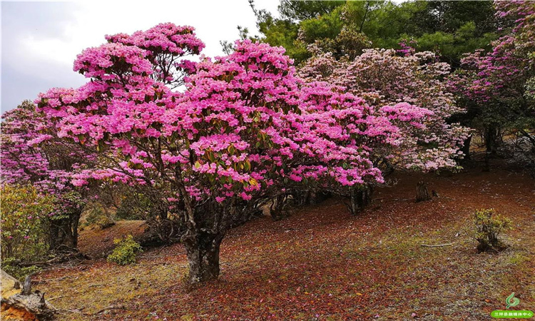 青巖山杜鵑花開漫山野 大美蘭坪等你來！