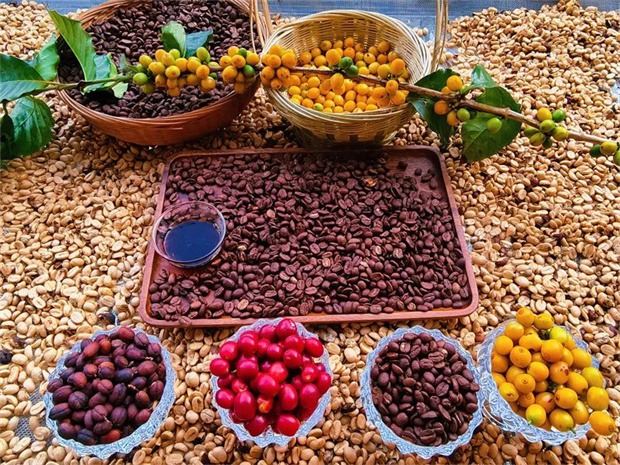 云南旅游,云南旅行社,云南團(tuán)建公司,云南會(huì)議公司,云南策劃公司,云南團(tuán)建策劃,怒江旅游,怒江旅行社,怒江團(tuán)建公司,怒江策劃公司,怒江會(huì)議會(huì)展：“從種子到杯子”——怒江咖啡香飄世界