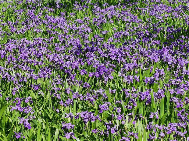 云南旅游,云南旅行社,云南團(tuán)建公司,云南策劃公司,云南會(huì)議公司,怒江旅游,怒江旅行社,怒江團(tuán)建公司,怒江策劃公司,怒江會(huì)議公司：高黎貢山 穿越三萬(wàn)六千朵紫色鳶尾